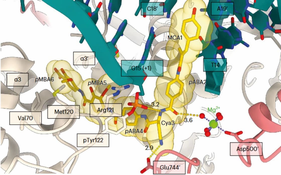 Albicidin sabotiert bakterielle Topoisomerase