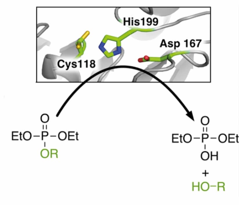 Künstliches Enzym verdaut Phosphotriester