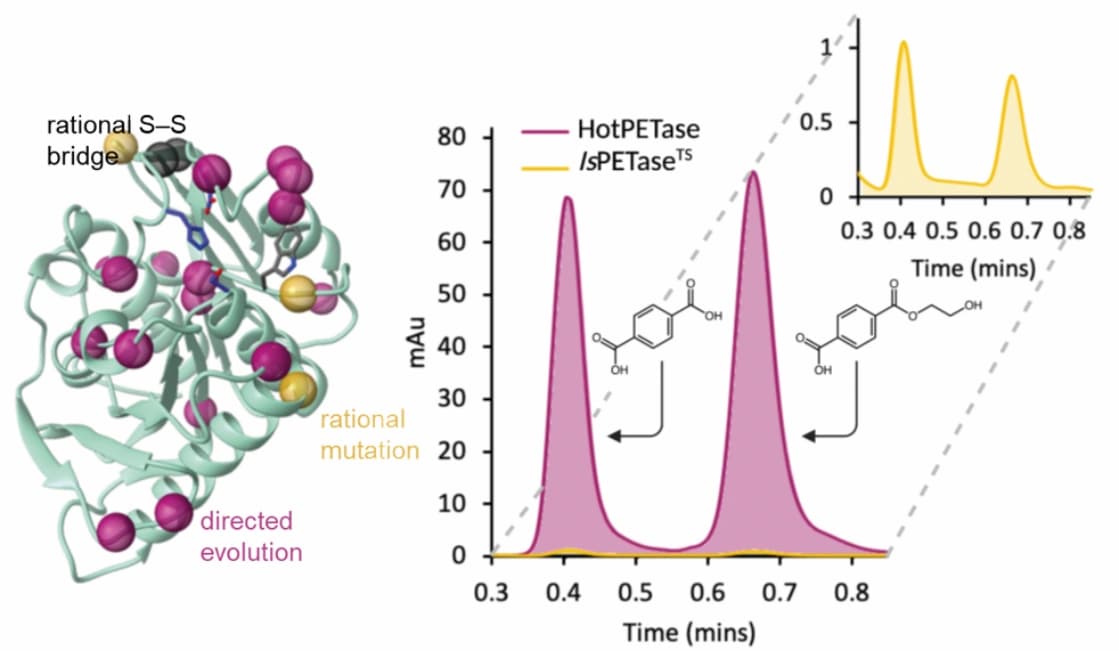 Thermostabiles PET-depolymerisierendes Enzym aus gerichteter Evolution