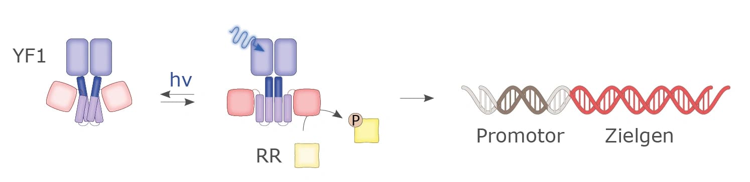 Signaltransduktion einer lichtregulierten Sensorhistidinkinase