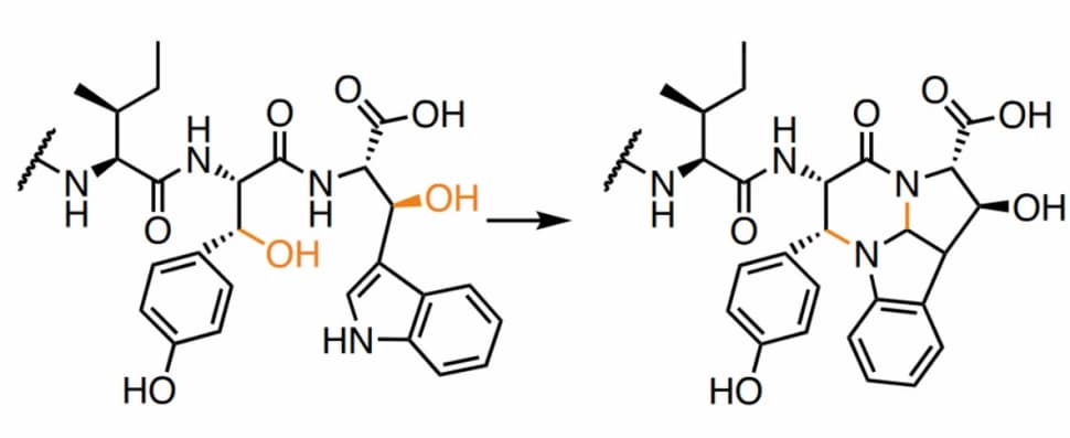 Biosynthese von Pyrroloindolinen