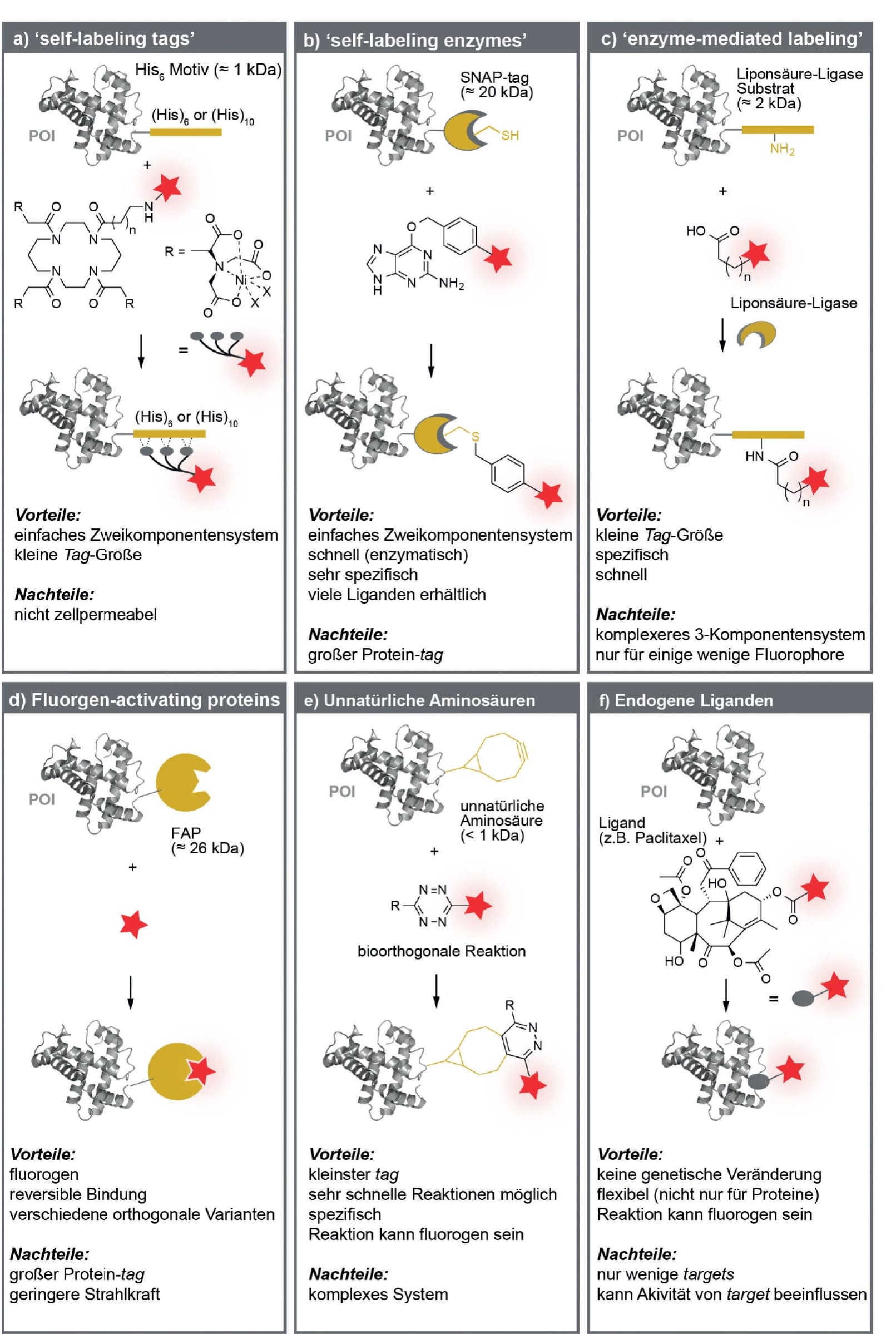 Biochemie 2016: Chemie bringt Zellen im Innern zum Leuchten