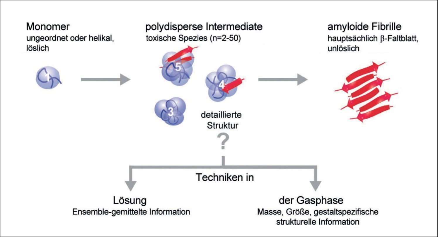 Von normalen Proteinen zu unlöslichen Ablagerungen