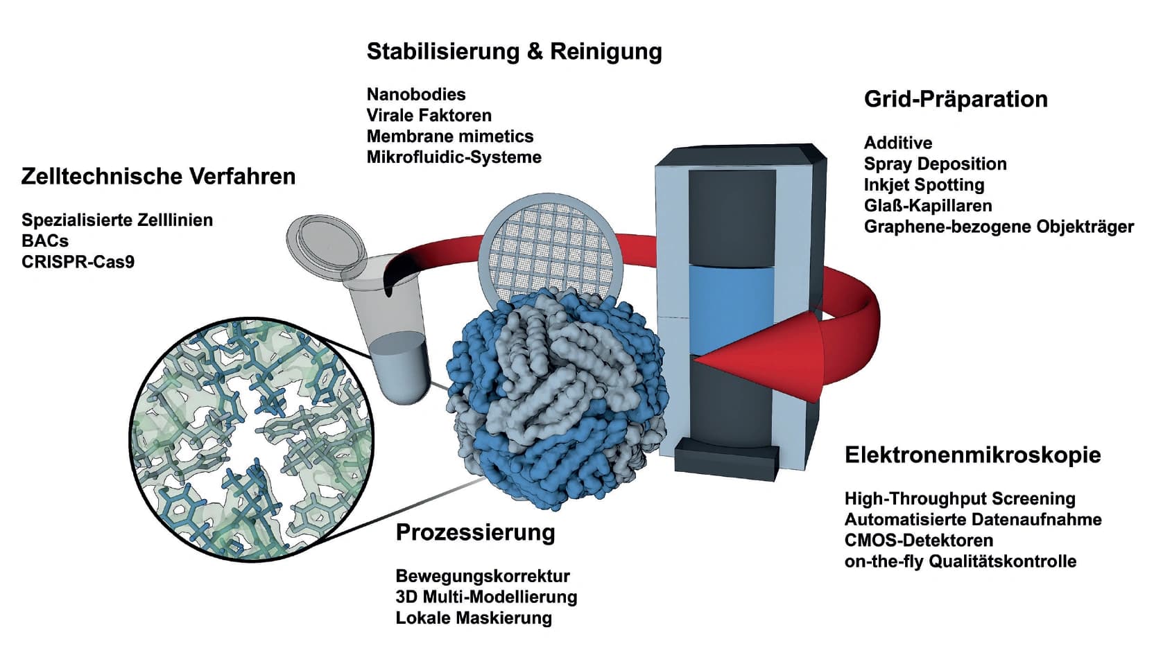 Trendbericht Biochemie: Klare Sicht auf zelluläre Nanomaschinen