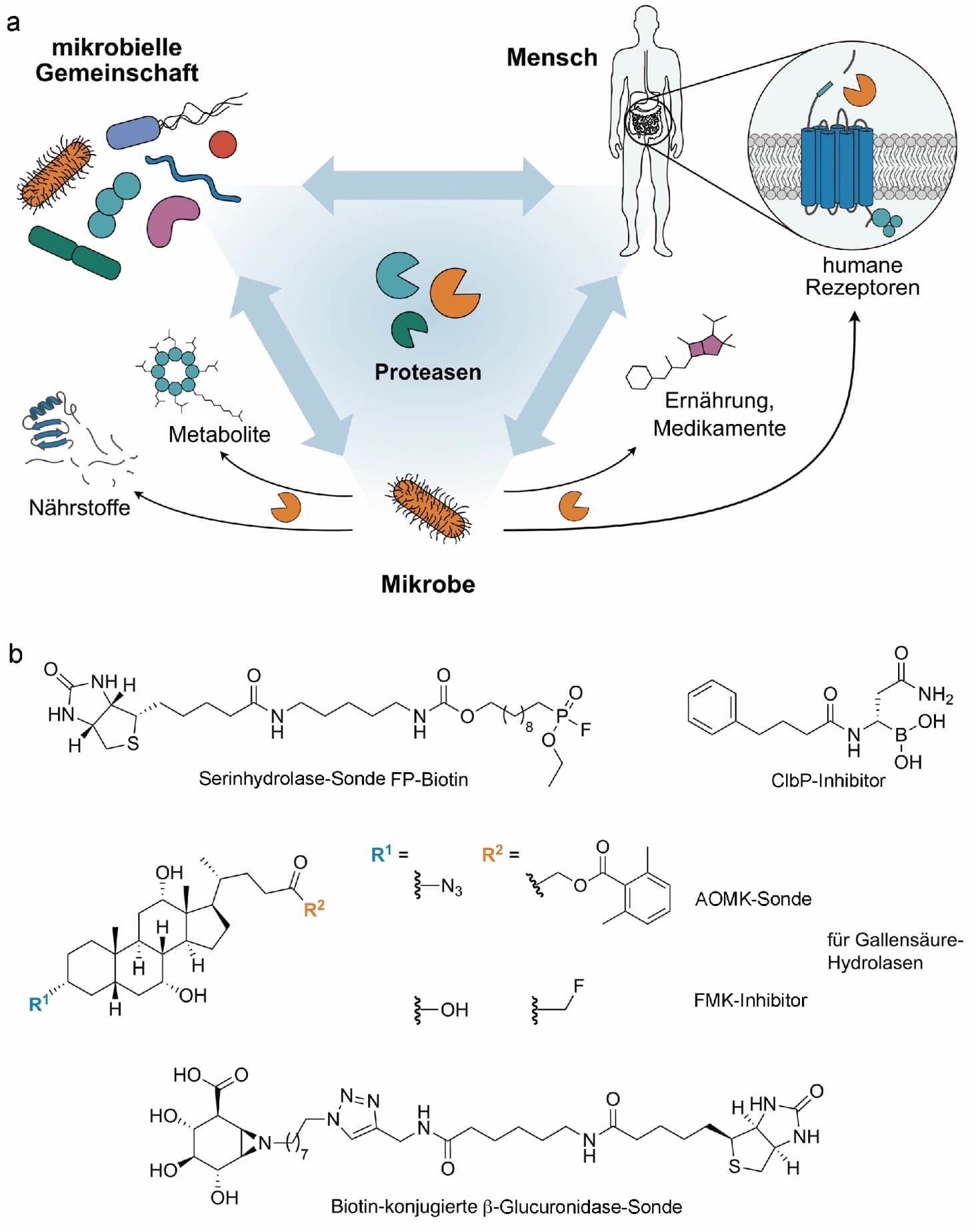 Funktionelle Charakterisierung der Darmflora und ihrerhydrolytisch aktiven Enzyme ‐Trendbericht Biochemie 2024 (2/3)