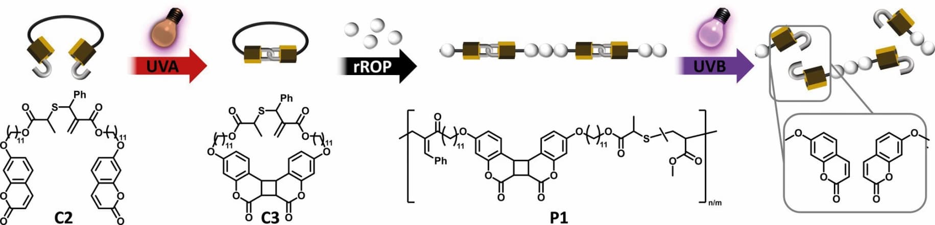 Makromolekulare Chemie 2023