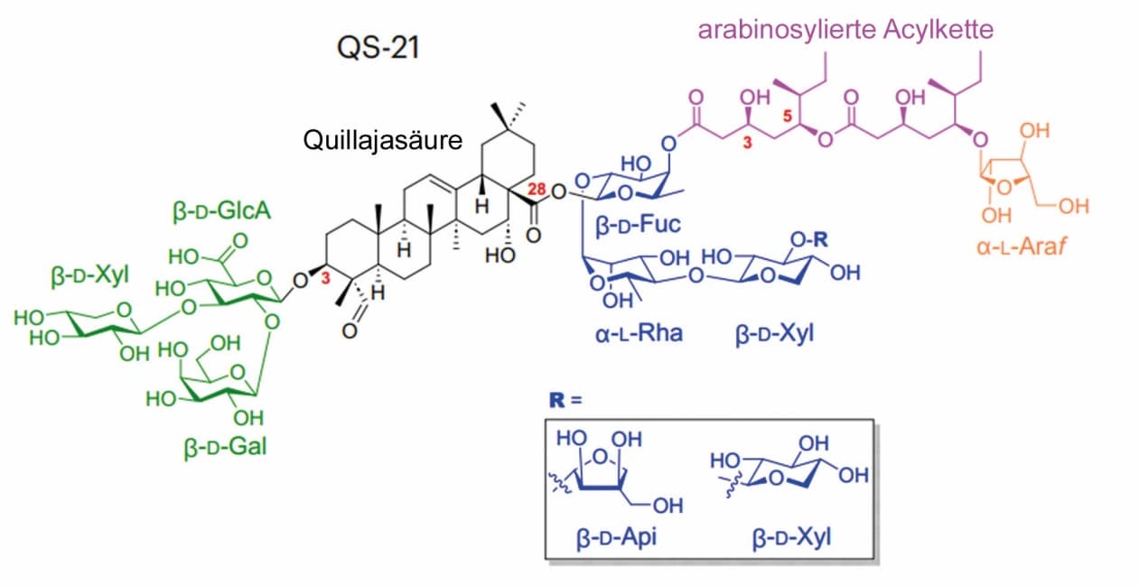 Biosynthese eines Wirkstoffverstärkers entschlüsselt