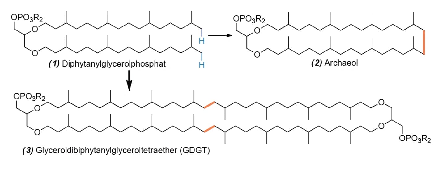 Zellmembranen in Archaea