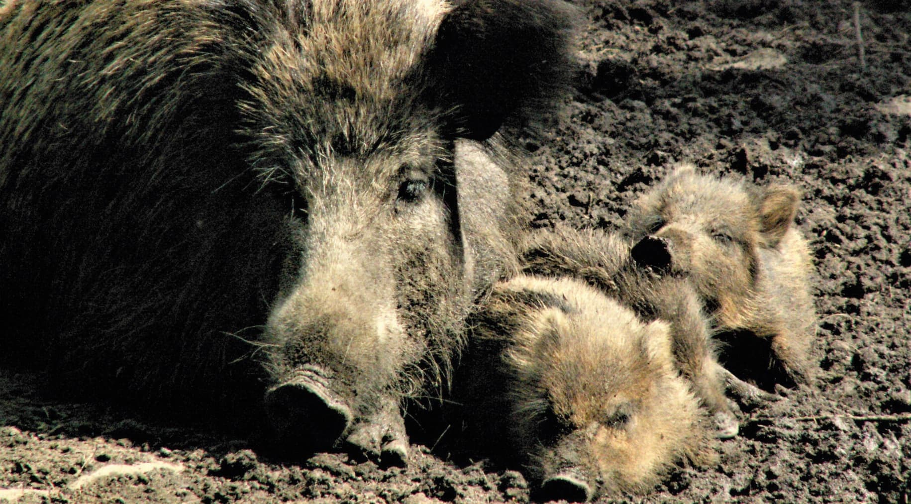 Wildschweinleber als Bioindikator