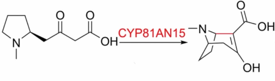 Kokainbiosynthese rekonstruiert