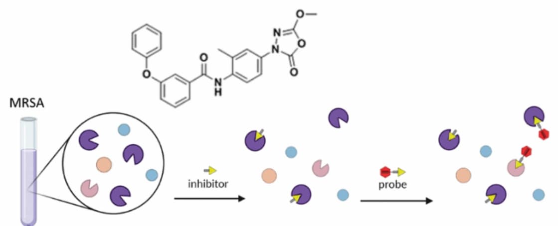 Chemische Proteomik entlarvt Mikrobenkiller