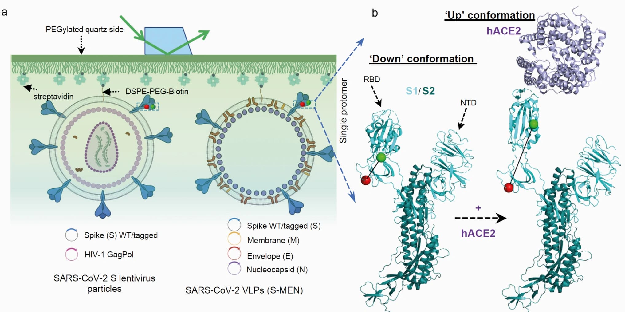 Trendbericht Biochemie: Einzelmolekül‐Fret‐Spektroskopie