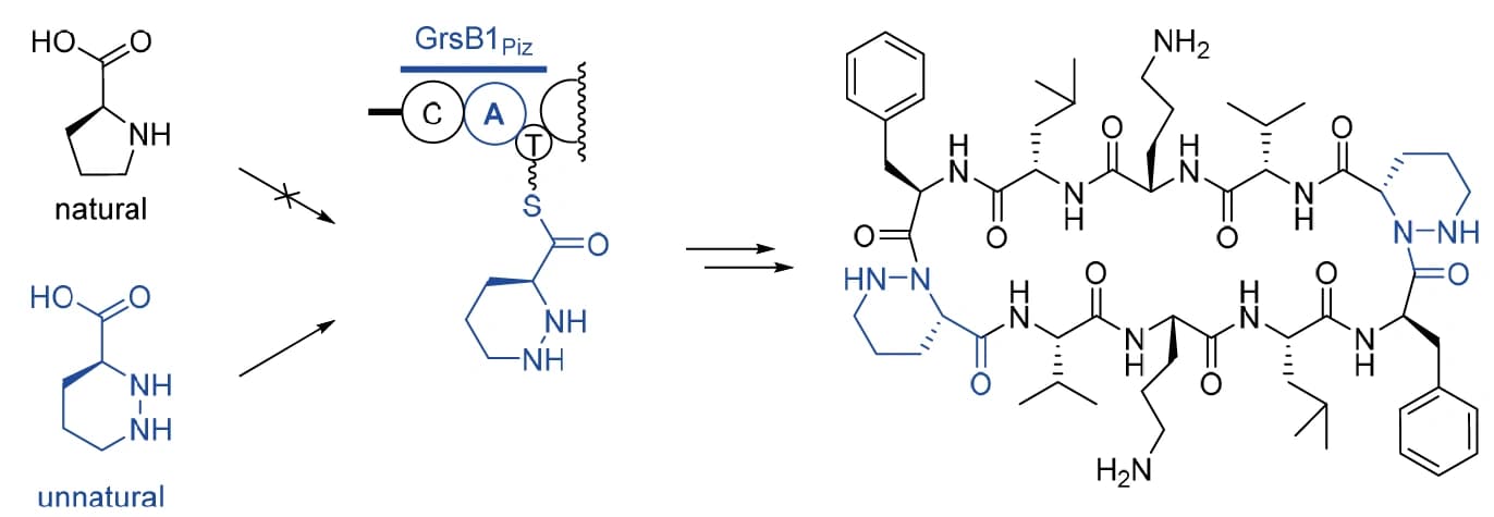 Modifizierte Peptide durch gerichtete Evolution