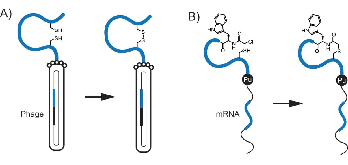 Biochemie: Peptide mit hoher Bindungsaffinität