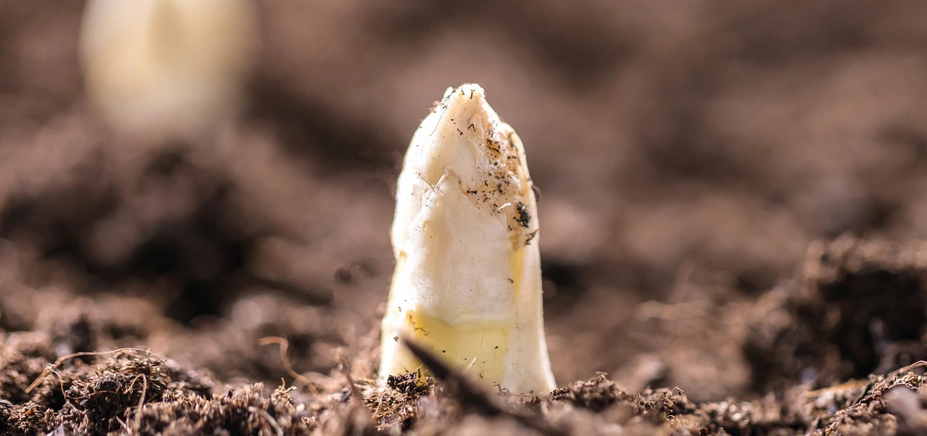 Spargel auf dem Fußboden