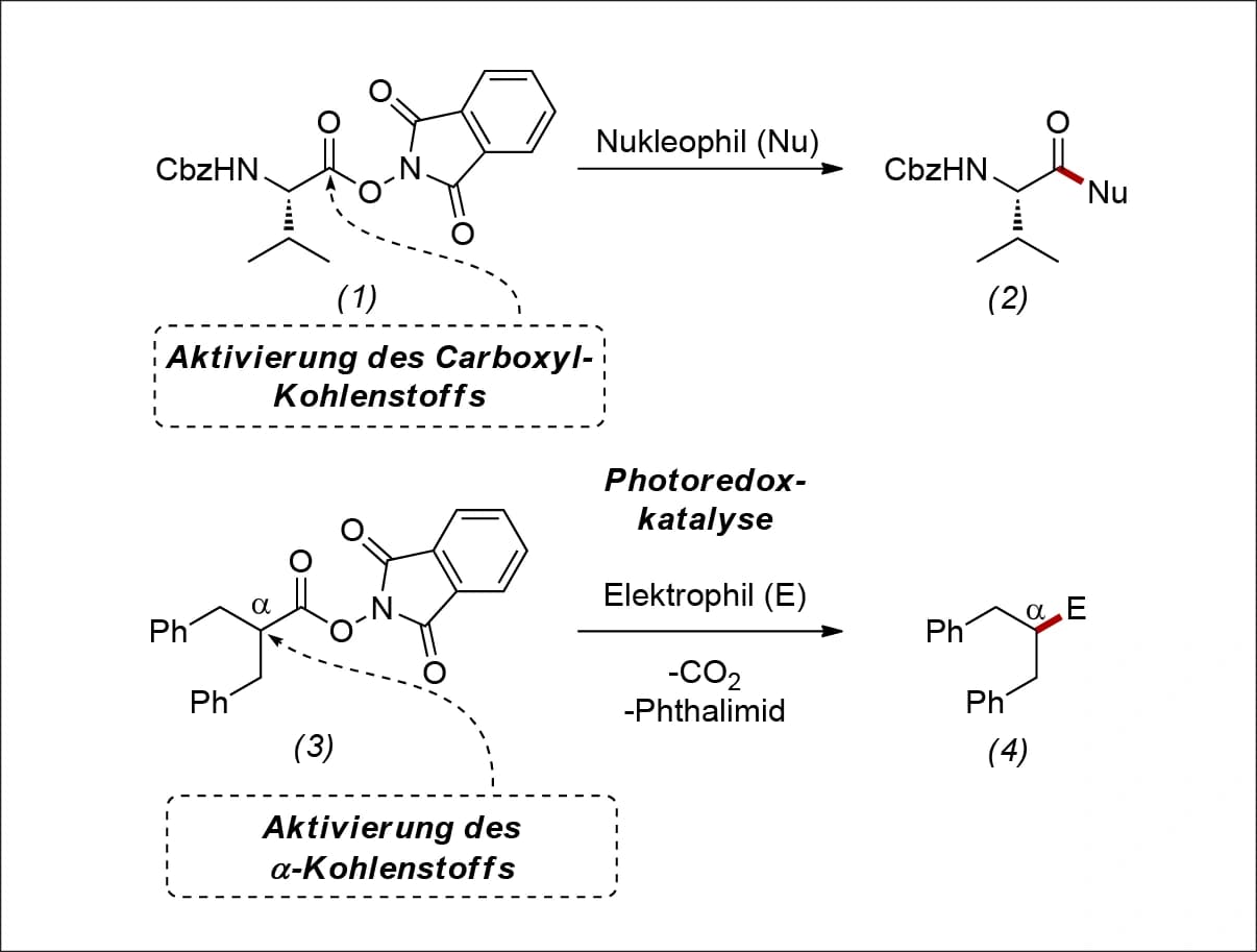 Synthese im Blickpunkt: C‐C‐Bindungen knüpfen mit Aktivester