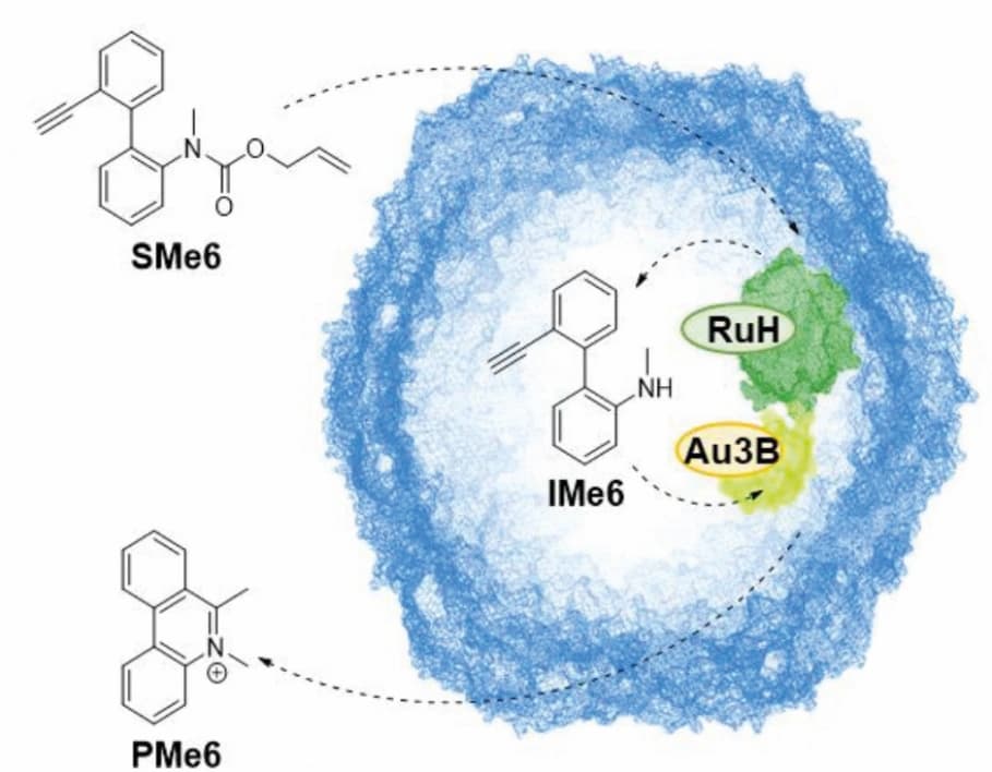 Proteinkäfig schützt Metallkatalysatoren