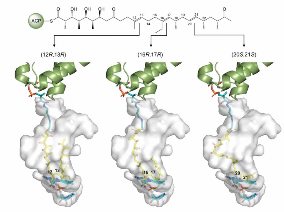 Flavin-Enzym bildet Triepoxid