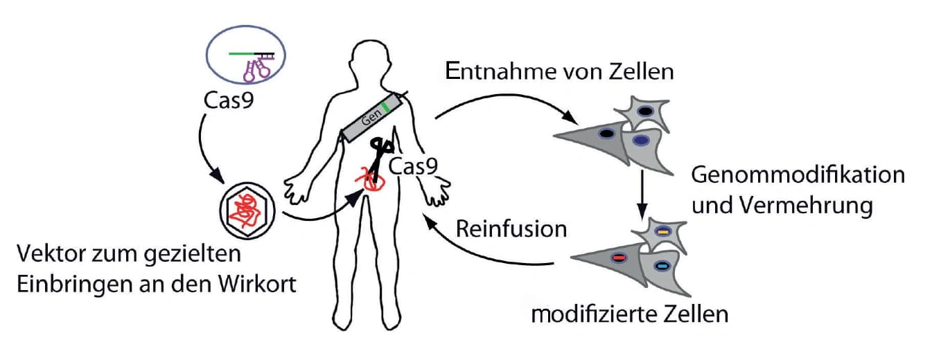 Crispr‐Cas9 in der Anwendung – wo wir heute stehen