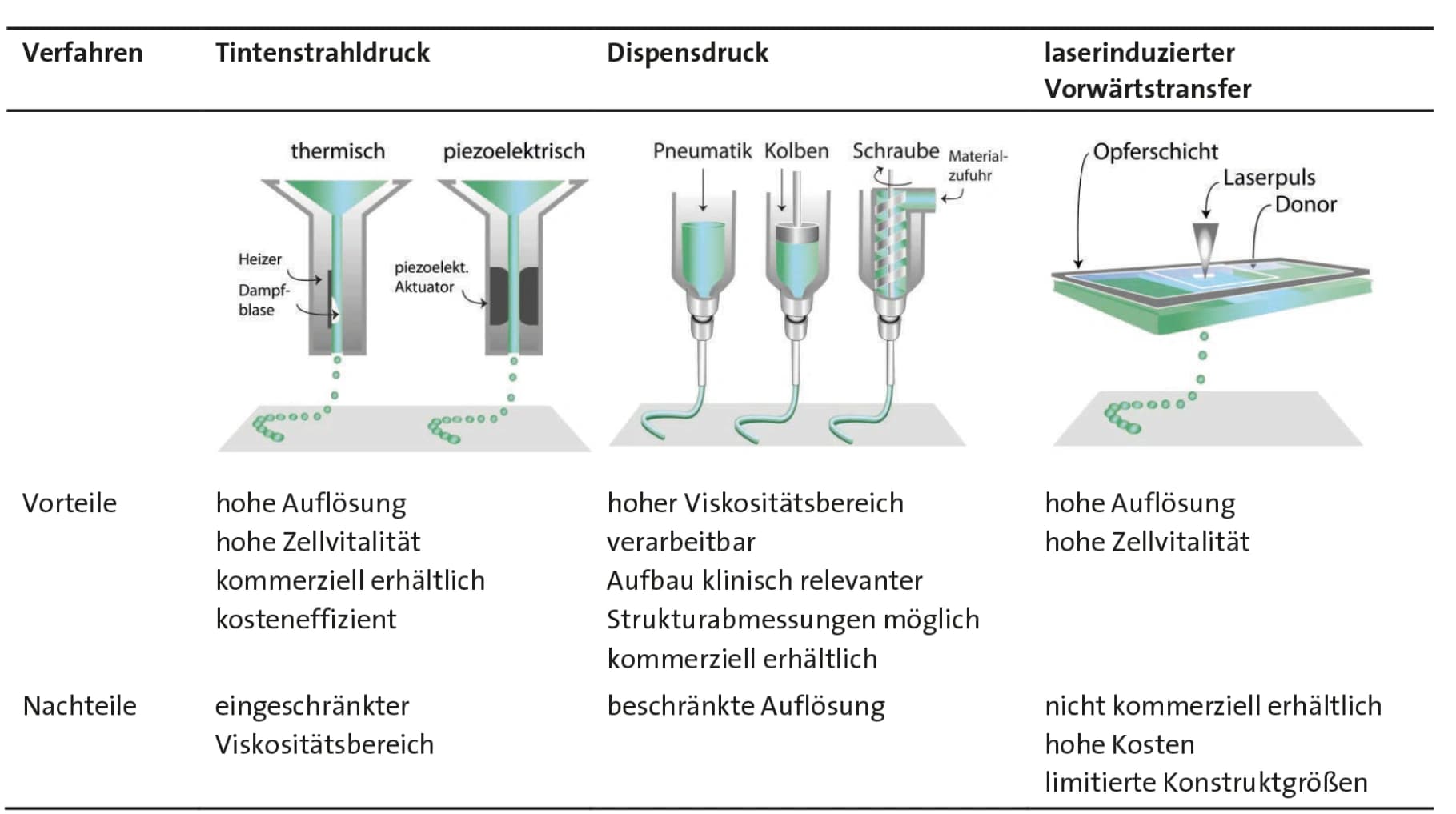 Zellgewebe aus dem Drucker