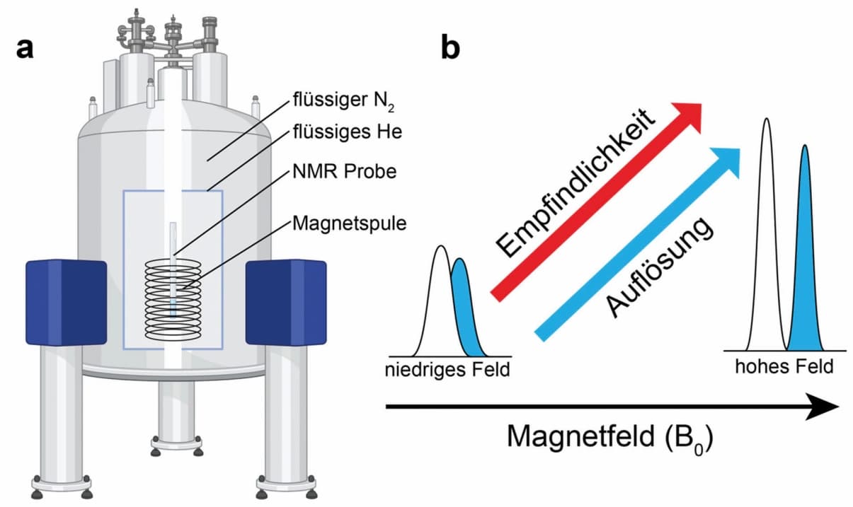 Was starke Magnetfelder Biopolymeren entlocken