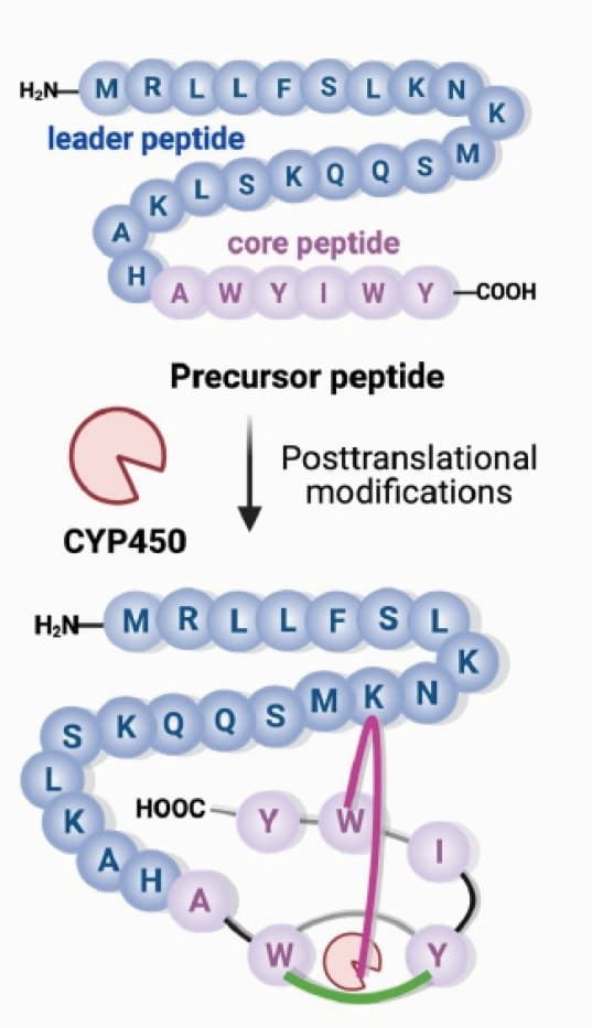 Störrische Peptide