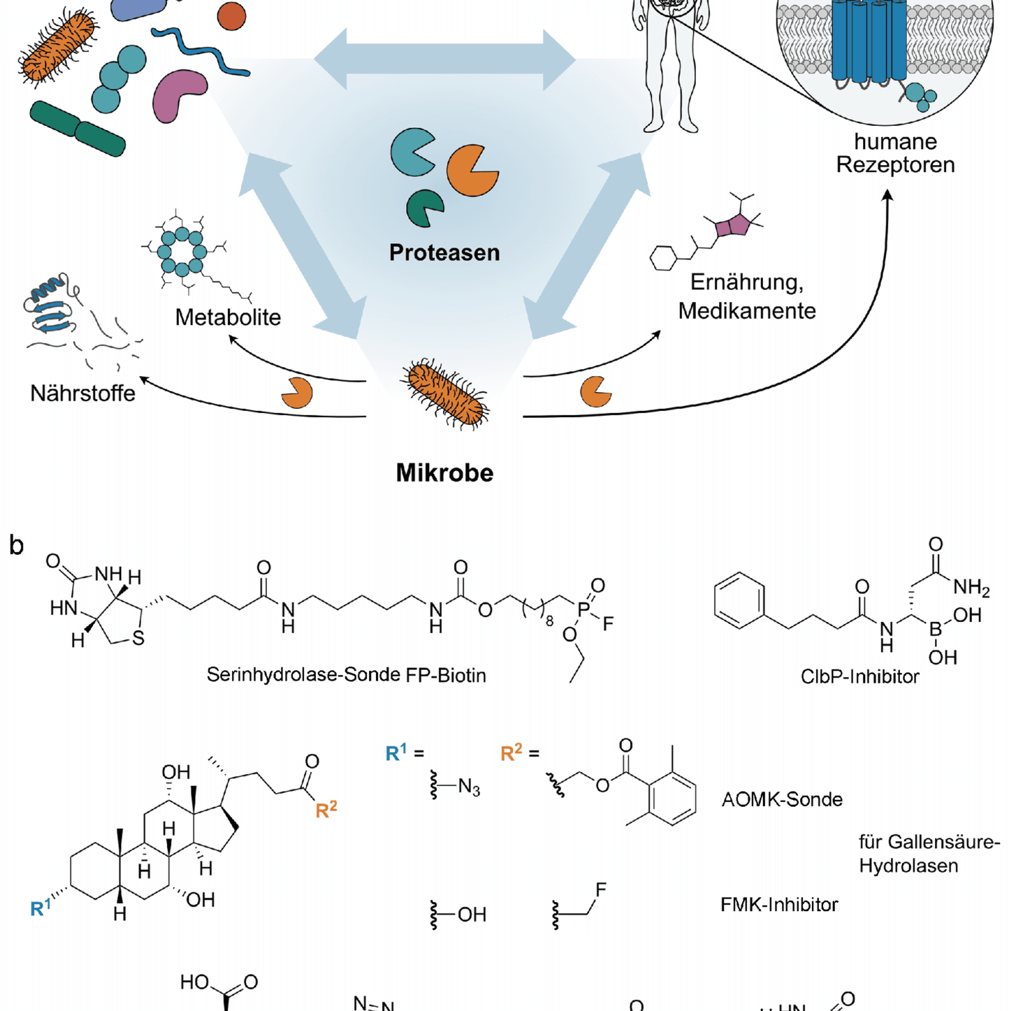 Funktionelle Charakterisierung der Darmflora und ihrerhydrolytisch aktiven Enzyme ‐Trendbericht Biochemie 2024 (2/3)